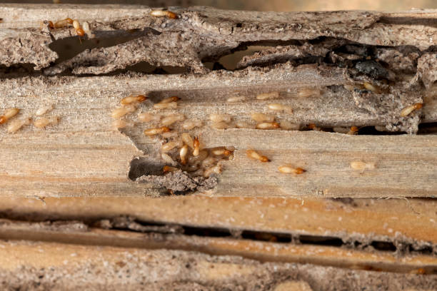 Best Pest Removal Services  in Mount Airy, GA