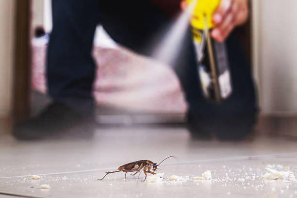 Reliable Mount Airy, GA Pest Control Solutions